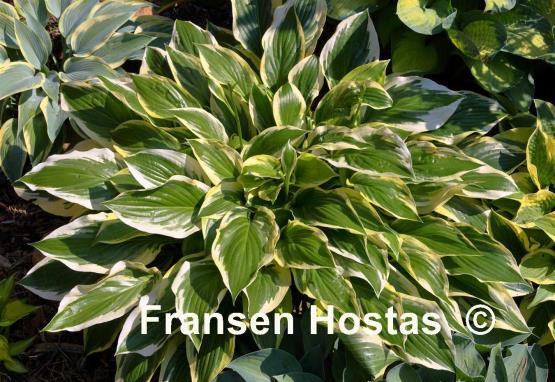 Hosta Majestic